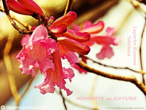 Lapacho Blossom, Tabebuia