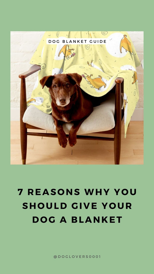Do Dogs Need Blankets 7 Reasons why you Should Give your Dog a