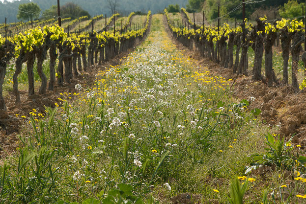 mise en avant du terroir GD Industries