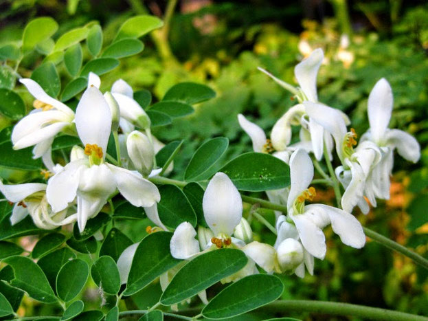 Moringa Oleifera "Boom van het leven", de bladeren bevatten enorm véél voedingsstoffen: anti-oxidanten, essentiële eiwitten, vitaminen fenolen,..