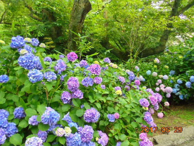 今年は雨が少なめでしたが、花は結構咲いてました。