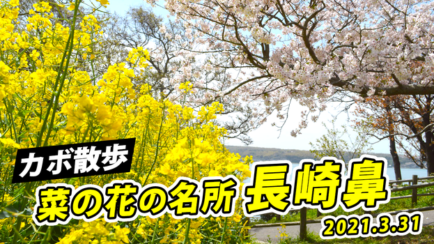 大分県産ローカルタレントが豊後高田市の長崎鼻を散策