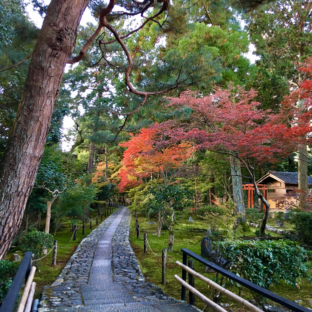 こちらは、昨年11月の京都行で泊まった「鹿王院」の紅葉の写真です。今頃の京都は、こんな感じなのかな？