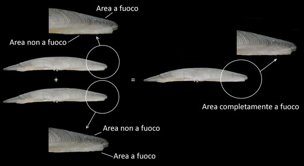 Ingrandisci l'immagine per osservare i piani a fuoco e le differenze tra le due immagini.