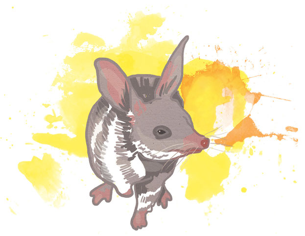 illustration eines großen kaninchennasenbeutlers