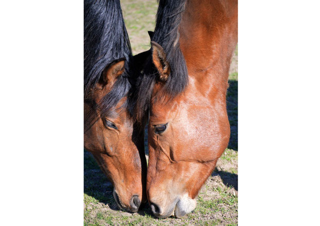 Haaranalyse Pferd Regula Moser Natürlich ganz Pferd