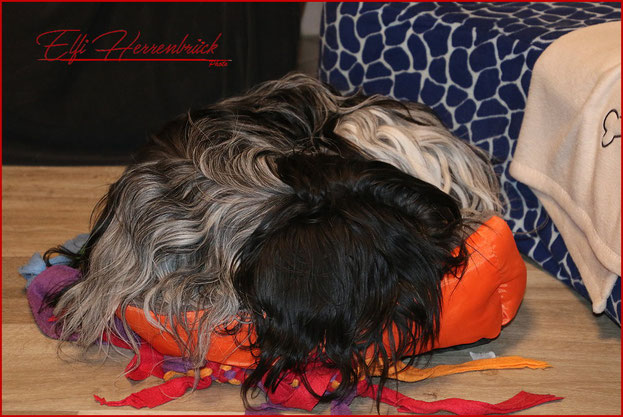 Hündin in Hundebett