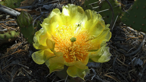 Opuntia, New Mexico