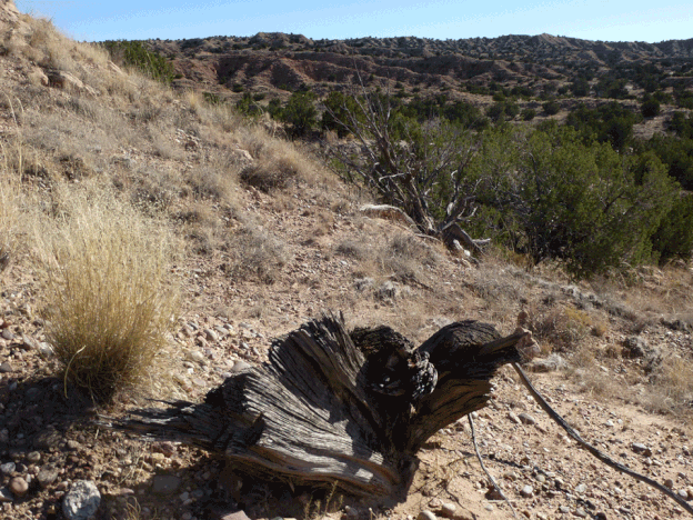 An axe-cut stump in upper Navajo Draw