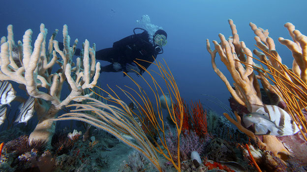 Foto: NOAA’s National Ocean Service, CC-Lizenz (BY): http://www.flickr.com/photos/usoceangov/7309098432/