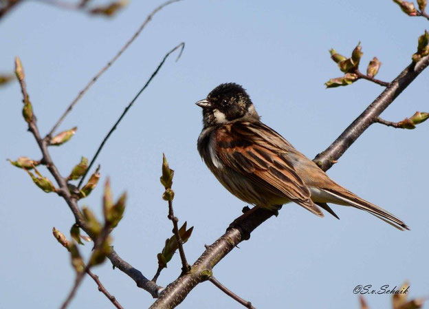Net als veel andere vogels, zoekt ook de rietgors hoge struiken en bomen op om zijn lied te laten horen.