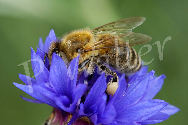 Bild: eine Honigbiene, Apis mellifera, an der Kornblume