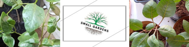 Проращивание семян фисташки Акбари | Small Gardens