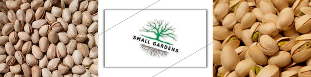 Фисташка Акбари. 6 день - Семена с хорошим стержнями посажены в грунт | Small Gardens