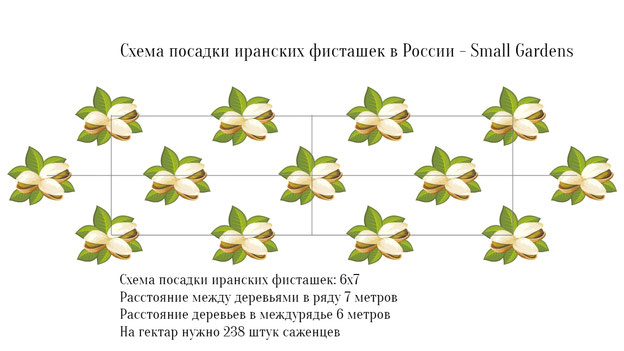 Схема посадки иранских фисташек в России - Small Gardens