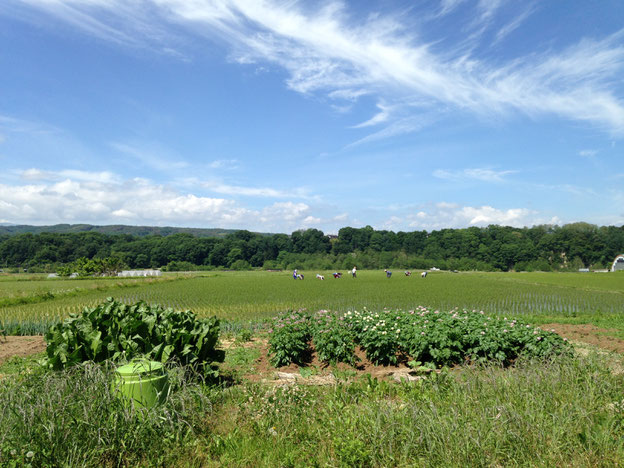 田の草取り