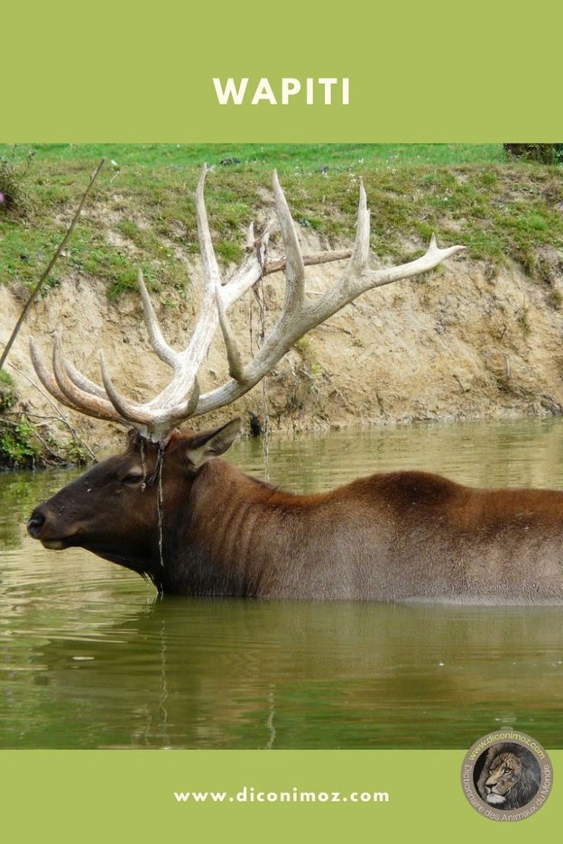 wapiti animaux par W