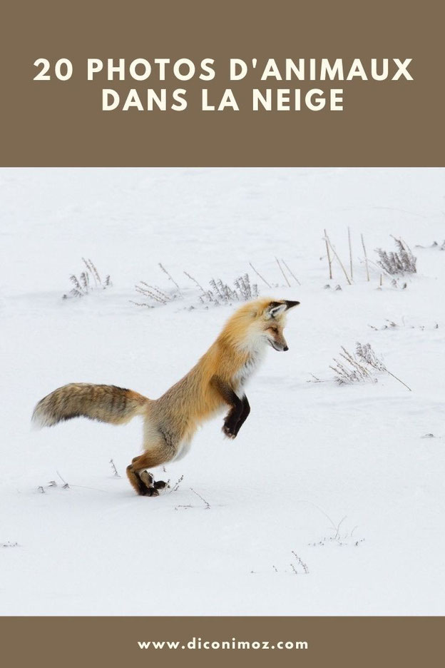20 photos d'animaux dans la neige