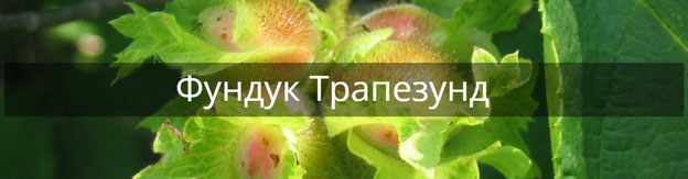 Саженцы фундука сорт Трапезунд Украина, БривкоGroup 