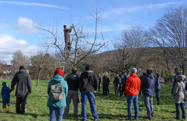 Interessierten Kursteilnehmern wird der richtige Obstbaum-Schnitt gezeigt. Foto: LEV