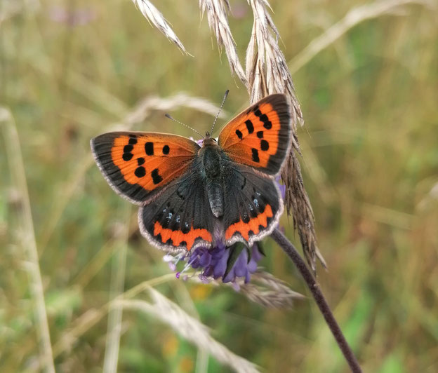                                                    Kleiner Feuerfalter (Lycaena phlaeas)