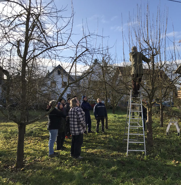 Interessierten Kursteilnehmern wird der richtige Obstbaum-Schnitt gezeigt. Foto: LEV