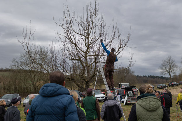 Interessierten Kursteilnehmern wird der richtige Obstbaum-Schnitt gezeigt. Foto: LEV