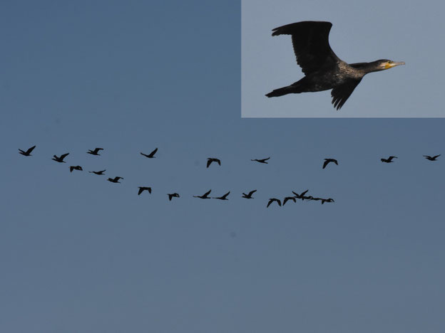 身近な野鳥の識別講座 カワウの話 日本野鳥の会東京
