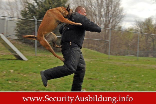 Security mit Hund