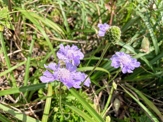 アシタカマツムシソウ　野草　千葉県