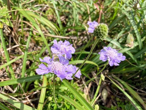 アシタカマツムシソウ　野草　千葉県