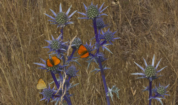 Dukatenfalter auf Spanischem Mannstreu (Eryngium bourgatii)