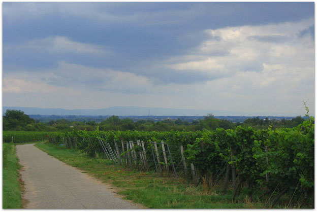 Radweg Deutsche Weinstrasse bei Bad Dürkheim