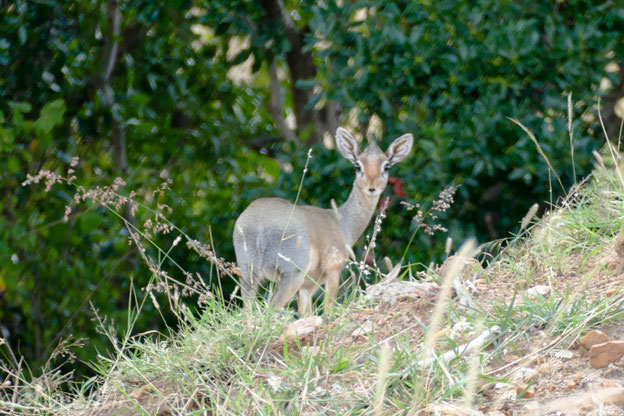 Dikdik - die kleinste Antilopenart