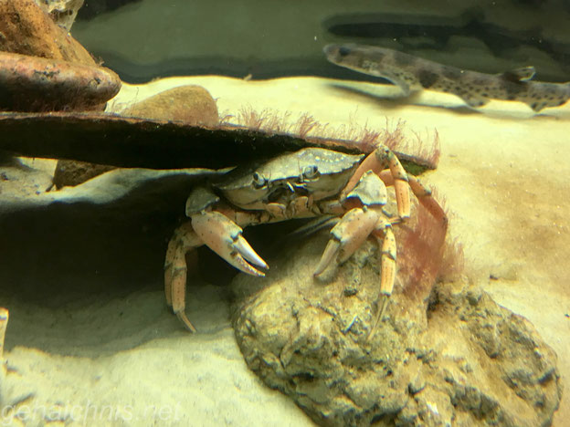 Die Strandkrabe ist der auffälligste Krebs iim Wattenmeer