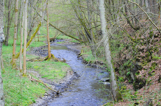 Der Dünnbach auf seinem Weg zur Mosel