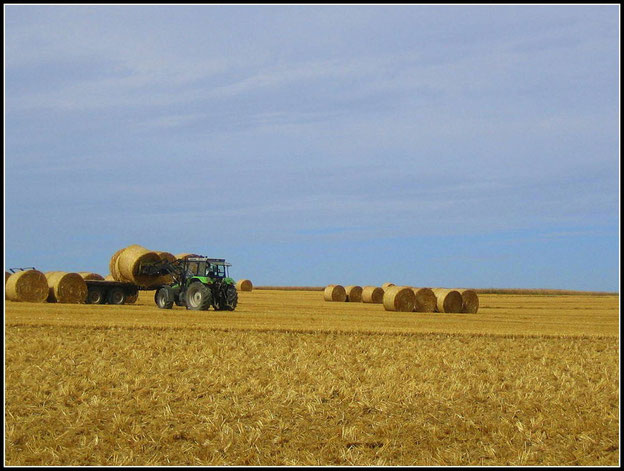 Die Hunsrücker Landwirte sind inmitten der Getreideernte.