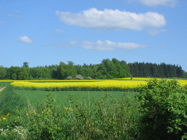 Am Schinderhannes-Radweg bei Kastellaun