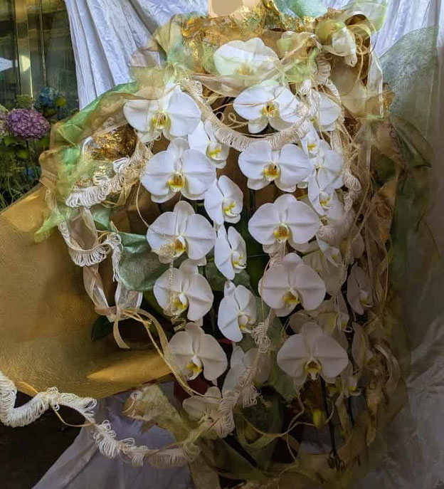 創立祝胡蝶蘭