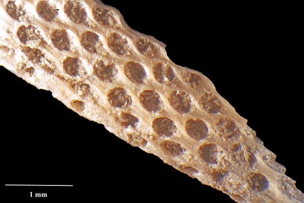 Senckenberg, Bryozoa, Bryozoen, Moostierchen, Sammlung Voigt