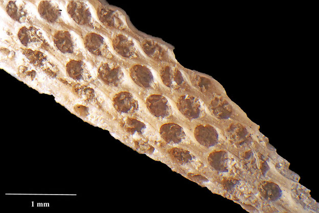 Senckenberg, Bryozoa, Bryozoen, Moostierchen, Sammlung Voigt