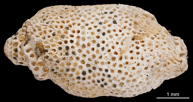 Senckenberg, Bryozoa, Bryozoen, Moostierchen, Sammlung Voigt