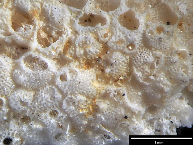 Senckenberg, Bryozoa, Bryozoen, Moostierchen, Sammlung Voigt