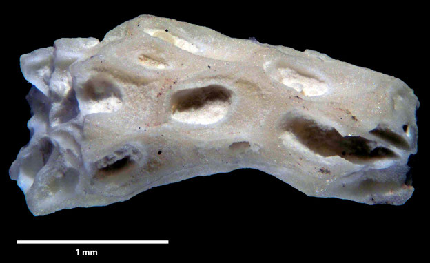 Senckenberg, Bryozoa, Bryozoen, Moostierchen, Sammlung Voigt