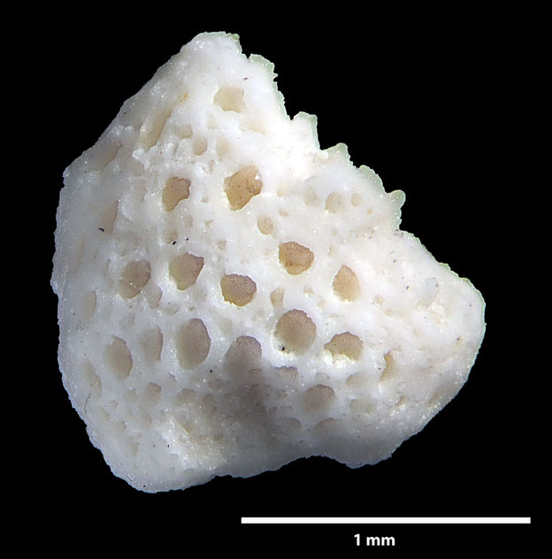 Senckenberg, Bryozoa, Bryozoen, Moostierchen, Sammlung Voigt