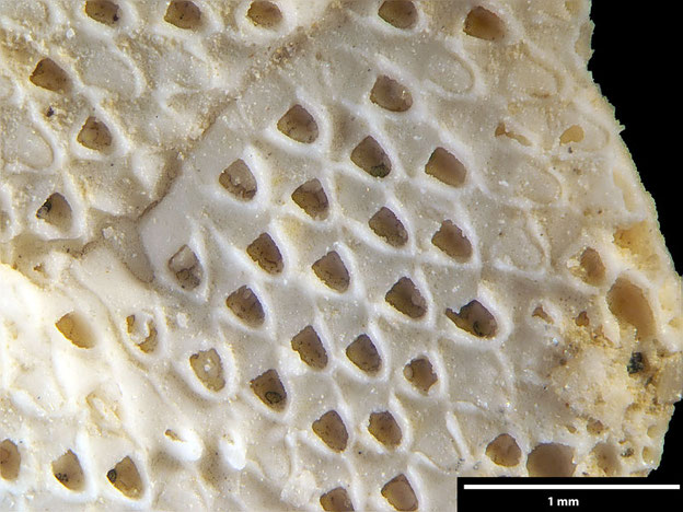 Senckenberg, Bryozoa, Bryozoen, Moostierchen, Sammlung Voigt