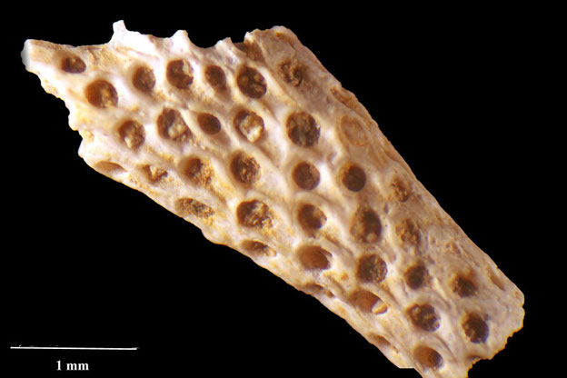 Senckenberg, Bryozoa, Bryozoen, Moostierchen, Sammlung Voigt