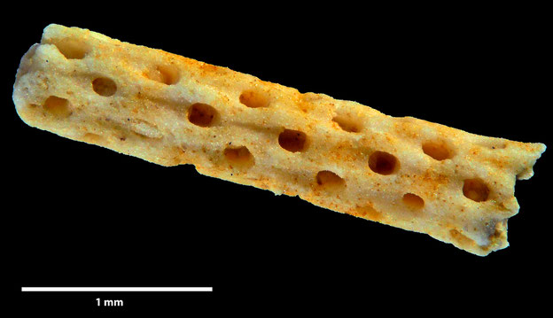 Senckenberg, Bryozoa, Bryozoen, Moostierchen, Sammlung Voigt
