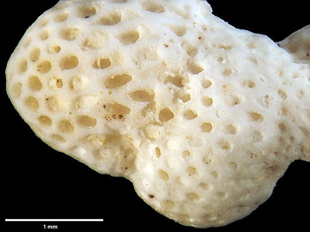 Senckenberg, Bryozoa, Bryozoen, Moostierchen, Sammlung Voigt