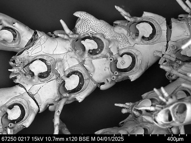Senckenberg, Bryozoa, Bryozoen, Moostierchen, Sammlung Voigt